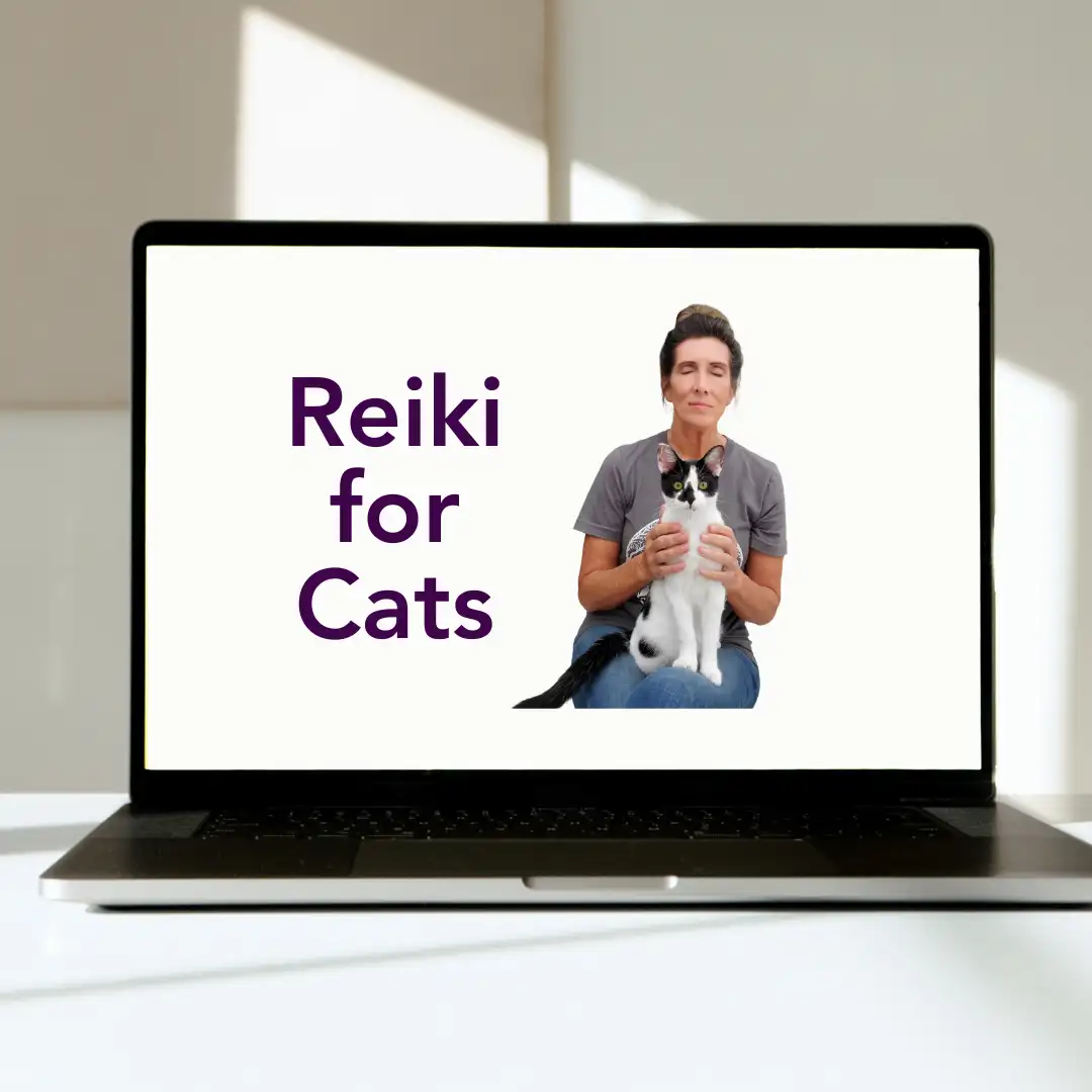 Reiki for Cats - Pre-recorded Video