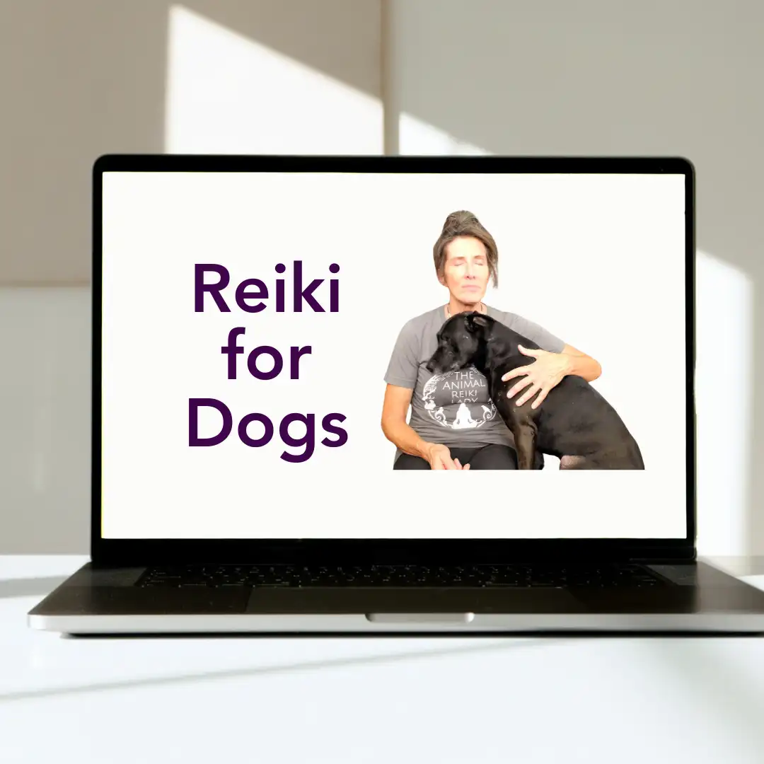 Reiki for Dogs - Pre-recorded Video