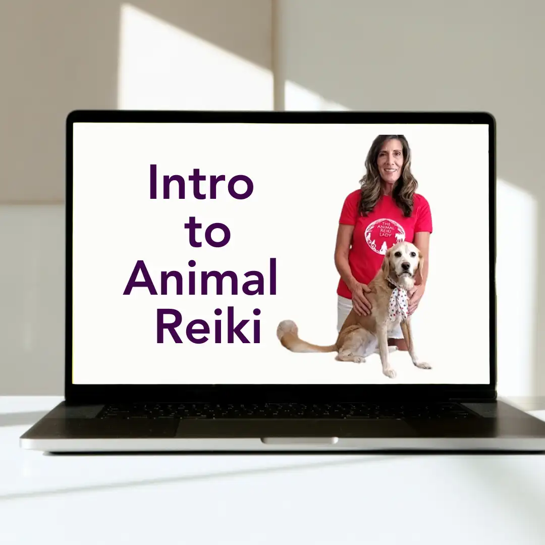 Intro to Animal Reiki - Pre-recorded Video